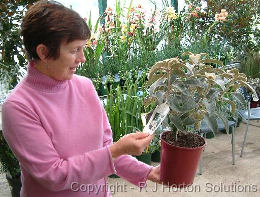 Strobilanthes Tim 